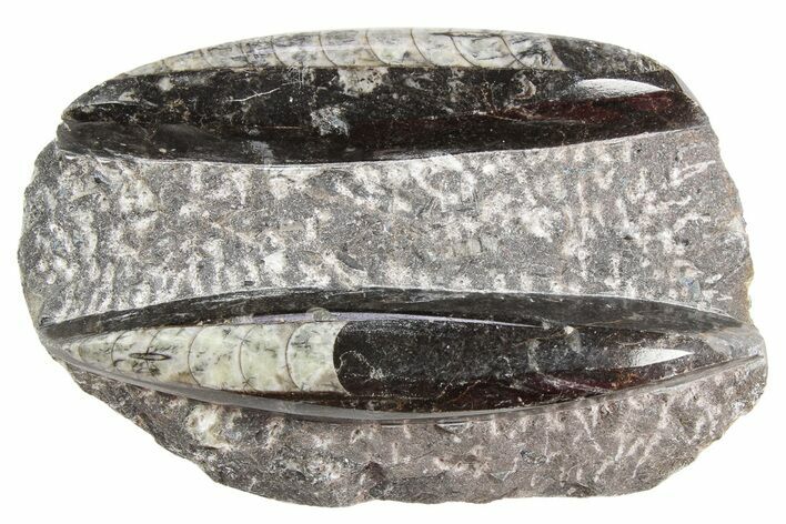 Polished Fossil Orthoceras Plate - Morocco #254516